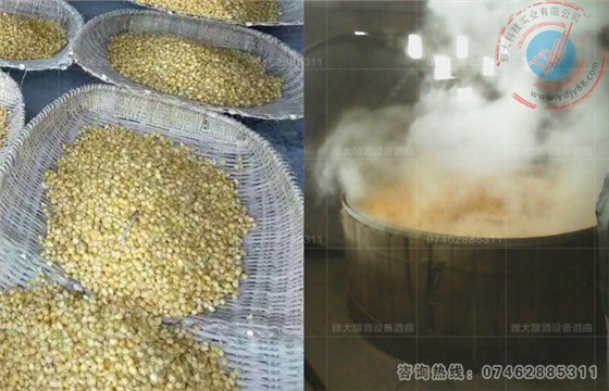 顆粒玉米釀造工藝流程圖-家庭釀酒設備