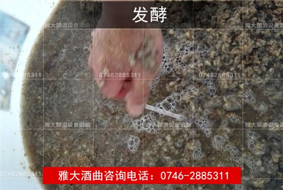 【釀酒技術】葛根酒發酵