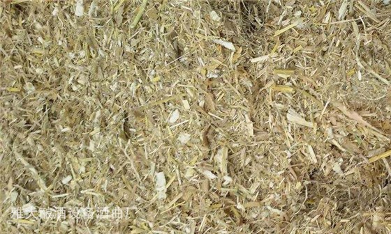 [蒸酒設(shè)備]酒糟喂羊固態(tài)酒糟好還是液態(tài)酒糟好？