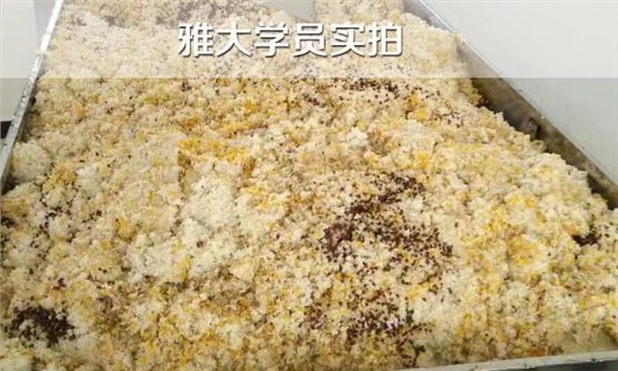 白酒設備/如果五糧液配方，糧食粉碎，如何蒸煮？