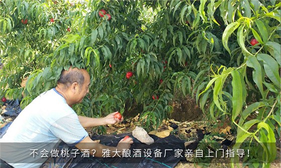 不會做桃子酒？雅大釀酒設備廠家親自上門指導！