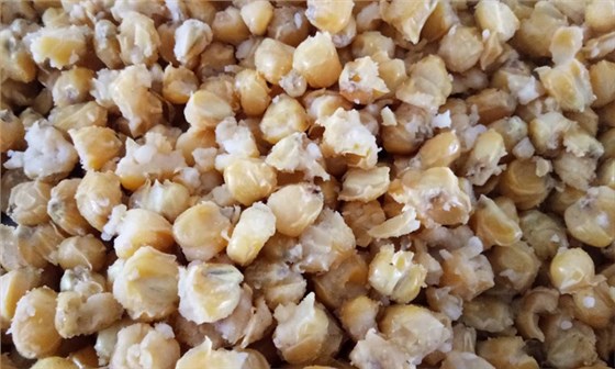 23-蒸玉米時加悶水正確模式，95開花率變得如此簡單1