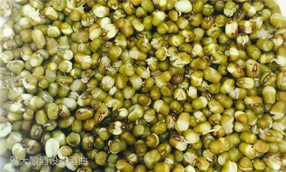27-用酒廠釀酒設備如何制作綠豆單糧酒和多糧酒？綠豆蒸開花