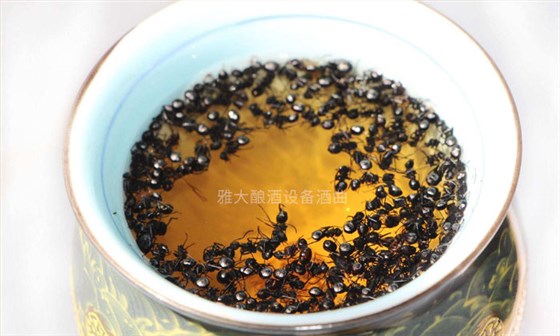 9.15「大型釀酒設備」驚！用黑螞蟻泡酒功效竟然這么大！04