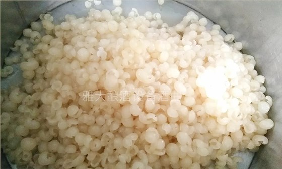 純實操！雅大大型釀酒設備釀酒師教泰國華裔制作龍眼酒-04