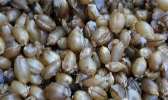 雅大邀您到酒廠用白酒蒸酒設(shè)備實(shí)操釀青稞酒，青稞酒實(shí)操教學(xué)！-04-青稞釀酒開花