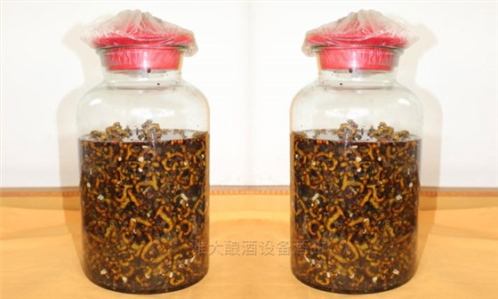 民間用小型白酒釀酒設備釀了40年的拐棗釀酒經驗,步驟都告訴你!-06-拐棗泡酒 民間用小型白酒釀酒設備釀了40年的拐棗釀酒經驗,步驟都告訴你!-06-拐棗泡酒