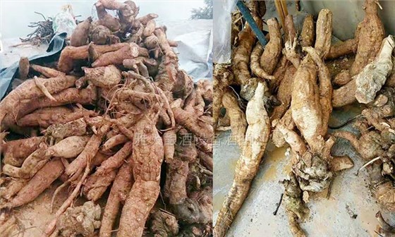 楊醫生用釀酒新設備做保健酒4年,維葛酒熱銷全國的秘密!-02葛根 楊醫生用釀酒新設備做保健酒4年,維葛酒熱銷全國的秘密!-02葛根