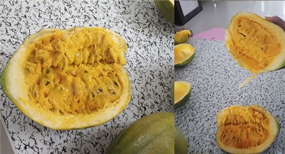 雅大大型釀酒設(shè)備廠家將瓜蔞肉釀成酒，讓果農(nóng)的利潤翻幾倍！-05