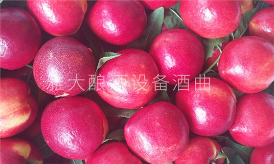 選用成熟新的桃子釀桃子酒 選用成熟新的桃子釀桃子酒
