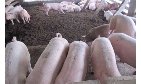 酒糟經過處理養豬降低飼料成本 酒糟經過處理養豬降低飼料成本