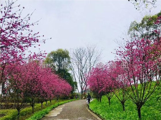 又一年桃花盛開(kāi) 又一年桃花盛開(kāi)