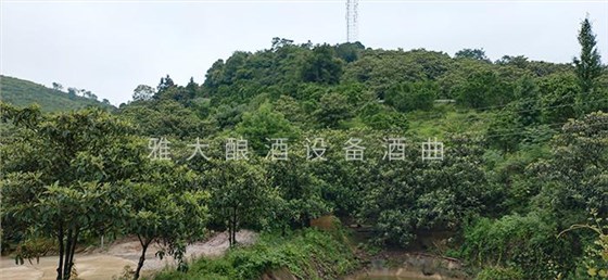 實(shí)用的枇杷釀酒技術(shù)來了，您想學(xué)嗎？ 7