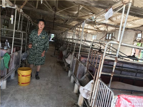 養豬場肉豬 酒糟喂豬 養豬場肉豬 酒糟喂豬
