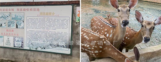 劉總農場一角