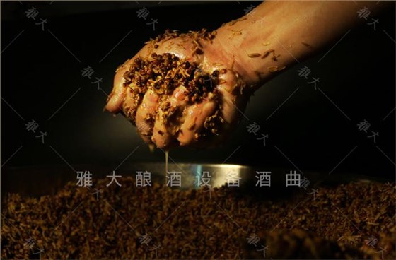 發酵好的高粱