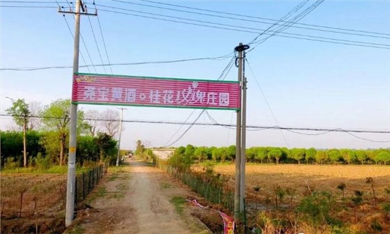 著力打造紅小米黃酒、桂花黃酒、玫瑰黃酒產業基地