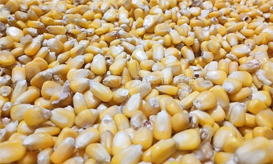挑選新鮮、無霉變、無雜質的玉米為原料