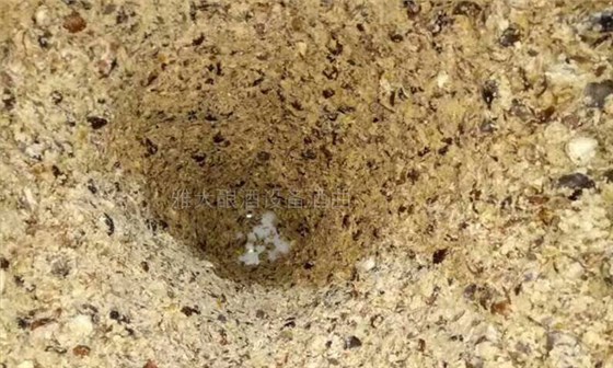 我想釀板栗酒，用哪一款酒曲比較好？ 5