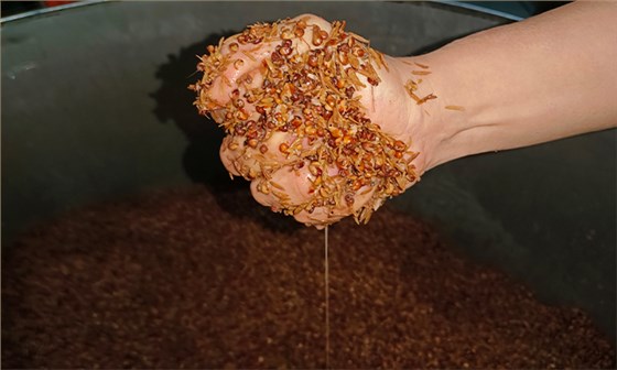 白酒苦味調控與風味平衡，來自老師傅的釀酒經驗分享 6