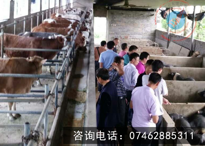 雅大客戶酒糟喂養豬牛