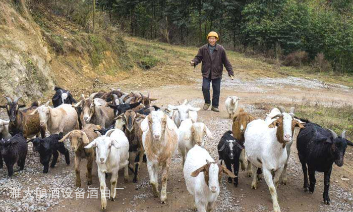 20-酒糟喂羊固態酒糟好還是液態酒糟好？1