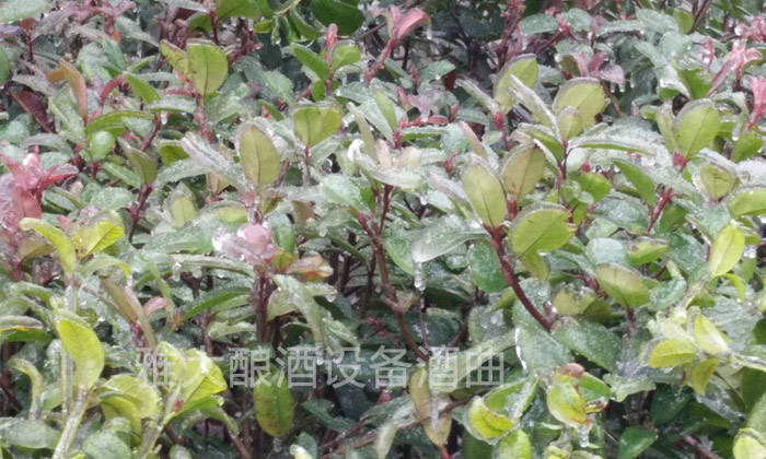 雅大燒酒設備所在的湖南冰凍天氣持續