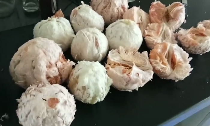 福建吳老板寄來雅大蒸酒設備的100斤柚子發(fā)酵中-邀君品嘗1