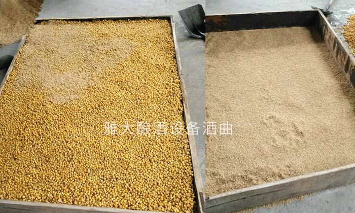 為什么用白酒設備做固態玉米酒出酒率低？糖化、發酵不徹底