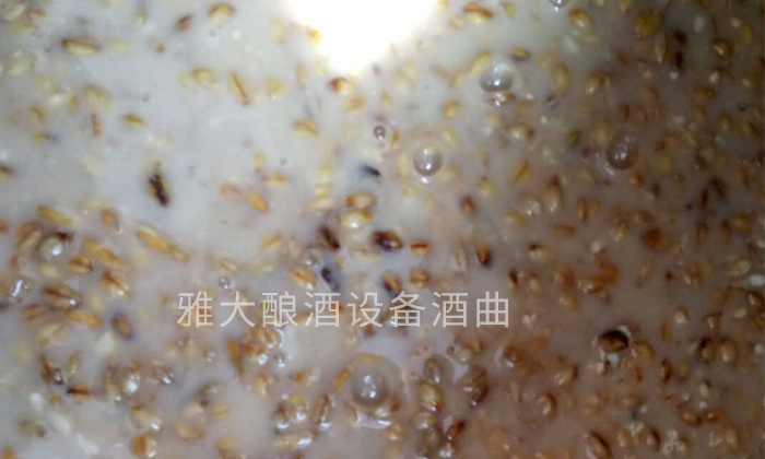 「釀酒設備廠家」青稞發酵酒的工藝流程——青稞發酵