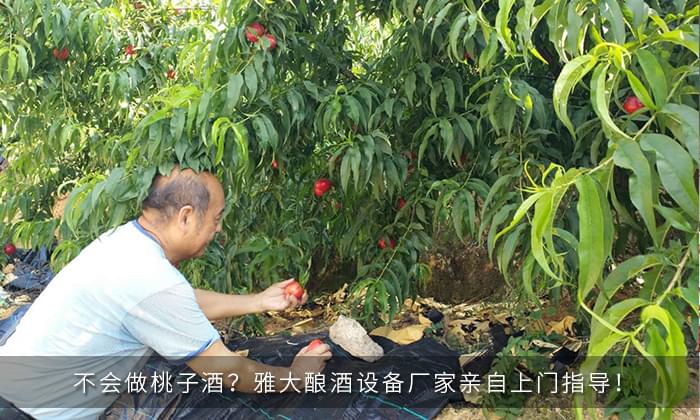 不會做桃子酒？雅大釀酒設(shè)備廠家親自上門指導(dǎo)！