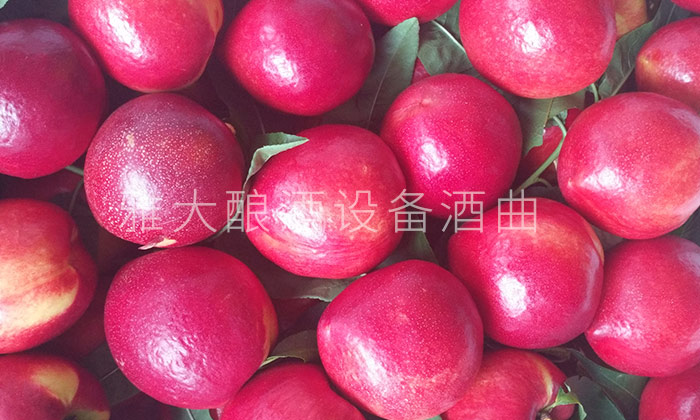 不會做桃子酒？雅大釀酒設(shè)備廠家親自上門指導(dǎo)！