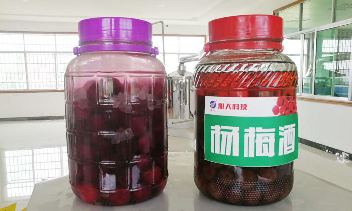 楊梅酒越陳越香是驚天謊言！但用白酒釀造設備燒的陳酒泡就對了！1