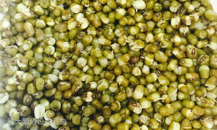 27-用酒廠釀酒設備如何制作綠豆單糧酒和多糧酒？綠豆蒸開花