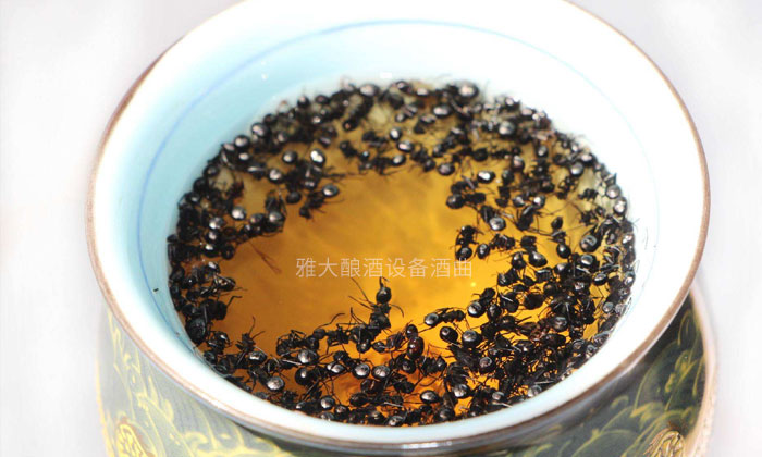 9.15「大型釀酒設備」驚！用黑螞蟻泡酒功效竟然這么大！04