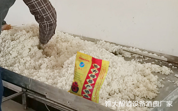 如何用電加熱釀酒設備做廣東米酒？大米半固態釀酒方法。-04大米攤涼1
