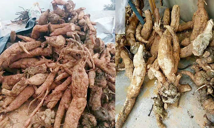楊醫生用釀酒新設備做保健酒4年,維葛酒熱銷全國的秘密!-02葛根 楊醫生用釀酒新設備做保健酒4年,維葛酒熱銷全國的秘密!-02葛根