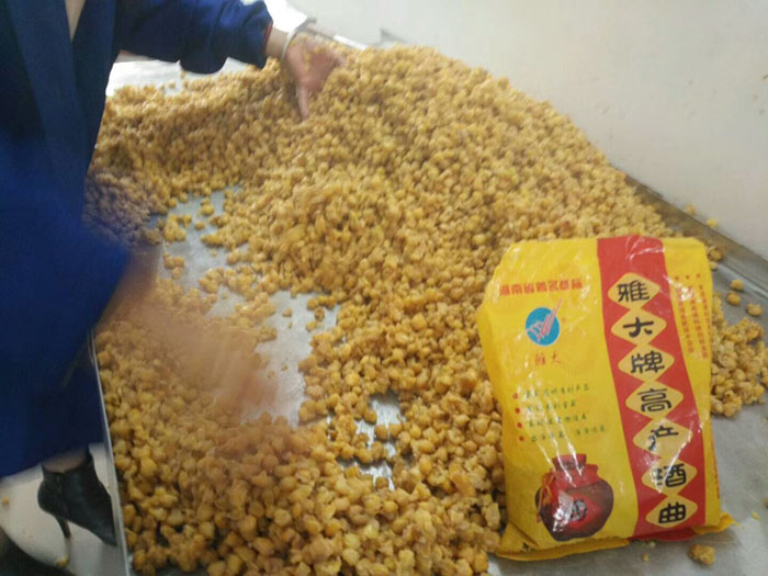 2018年被問到多的9個釀酒問題,讓大型釀酒設備廠家幫您清理-04玉米拌酒曲 2018年被問到多的9個釀酒問題,讓大型釀酒設備廠家幫您清理-04玉米拌酒曲