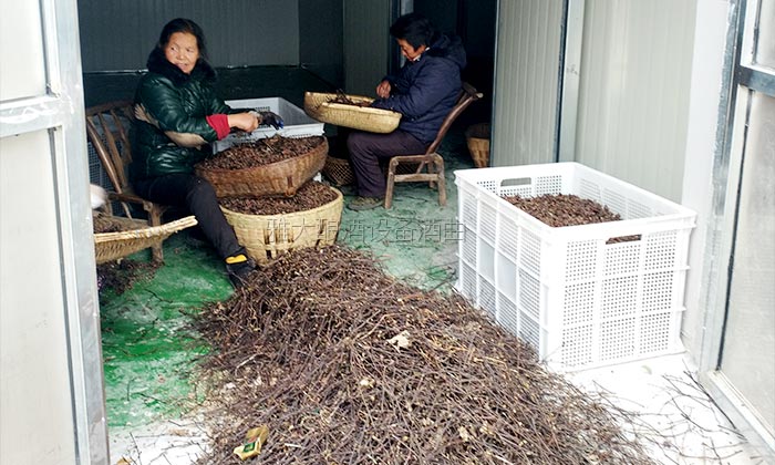 40噸拐棗急需發酵怎么辦？雅大電加熱釀酒設備蔣老師上門指導！-03
