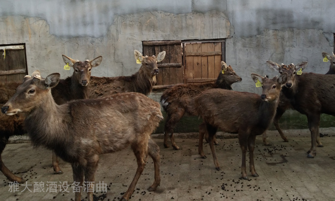 鮮鹿茸泡酒處理方法，選擇蒸汽釀酒設備釀制的固態酒好嗎？-02