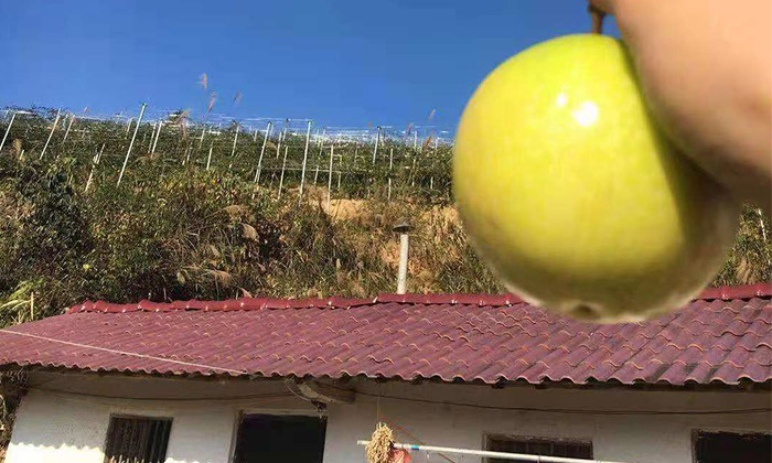 滯銷,長相難看的百香果,用蒸汽釀酒設備做酒再也不爛!-09 滯銷,長相難看的百香果,用蒸汽釀酒設備做酒再也不爛!-09