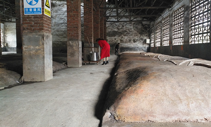11--用白酒釀酒設備釀造清香型小曲白酒才是未來發展趨勢窖池4