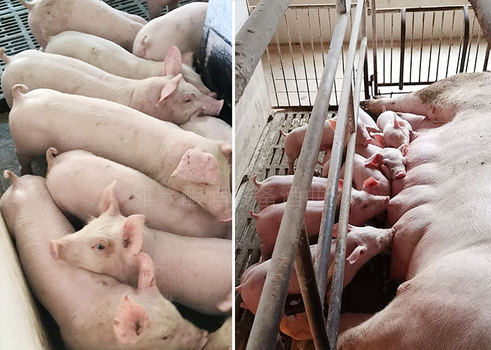 豬吃了酒糟糖化飼料長膘快、肉質(zhì)更鮮美 豬吃了酒糟糖化飼料長膘快、肉質(zhì)更鮮美