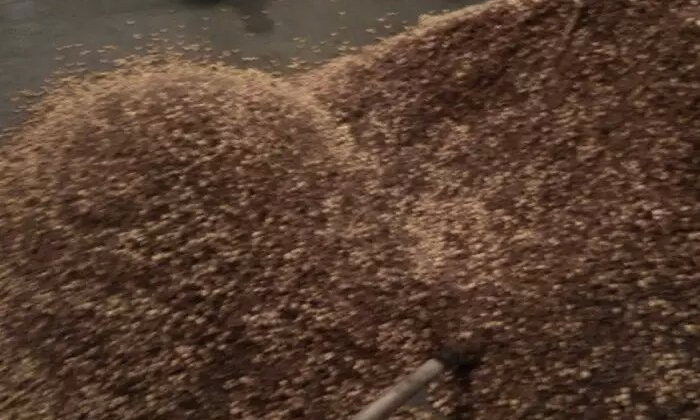 用烤酒設備釀造粉碎固態高粱酒要注意什么? 用烤酒設備釀造粉碎固態高粱酒要注意什么?