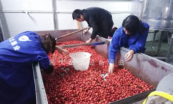 它酷似櫻桃，90后用果酒釀酒設備將它釀酒，見過的不多 3