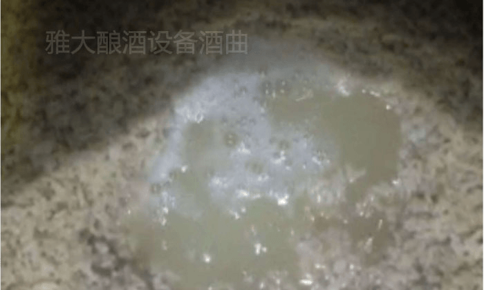 大米半固態(tài)發(fā)酵，沒(méi)加水前酒液就很豐富7