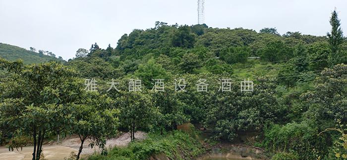 實(shí)用的枇杷釀酒技術(shù)來(lái)了，您想學(xué)嗎？ 7