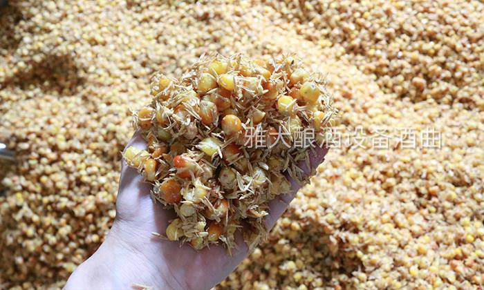 增香靠技術，除雜靠管理，怎樣才能釀出好喝的小曲固態酒？ 4