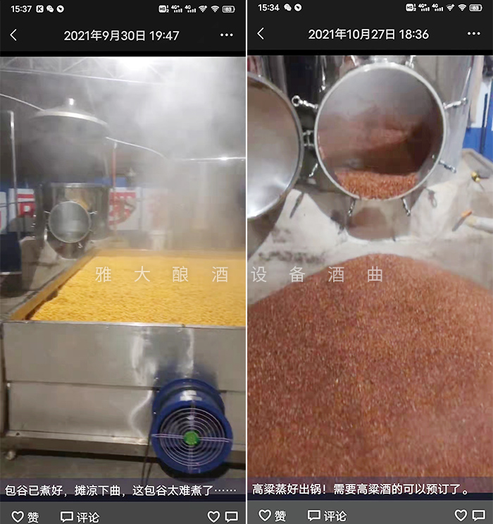 12.18致富新模式，用烤酒設備蒸酒后的酒糟飼養肉牛成本低，效益高-玉米高粱釀酒