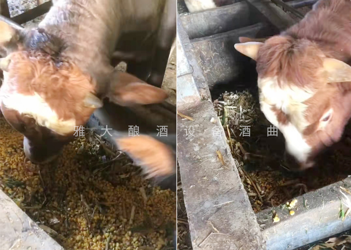 12.18致富新模式，用烤酒設備蒸酒后的酒糟飼養肉牛成本低，效益高-養牛